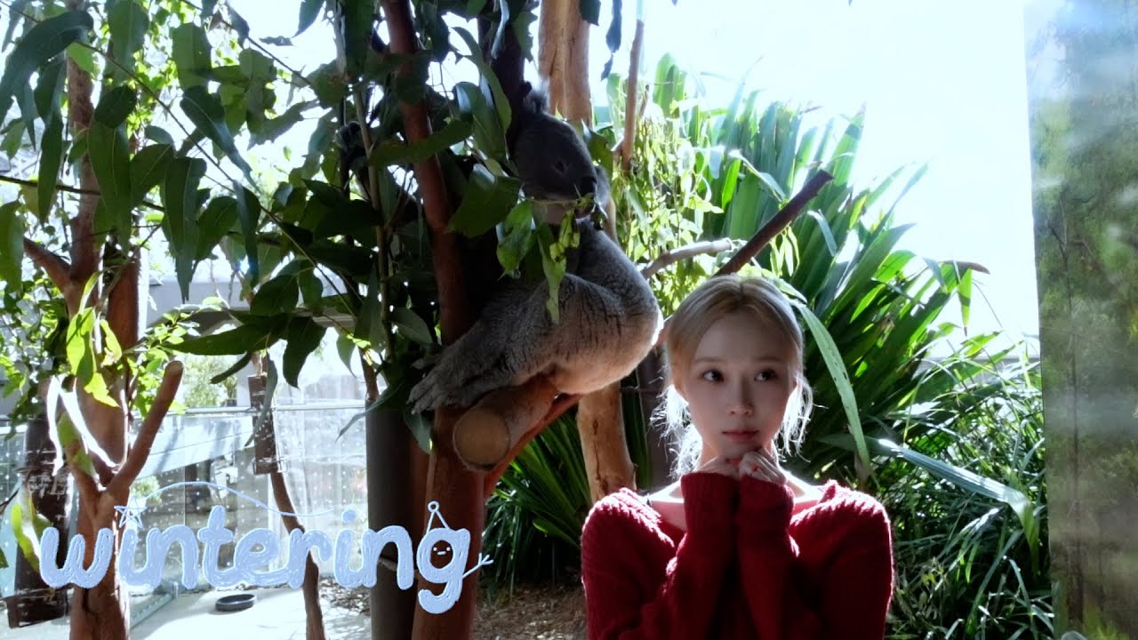지금 코알라 아티스트와 밋앤그릿!🐨🎶 | WINTER in Sydney | Wintering Vlog