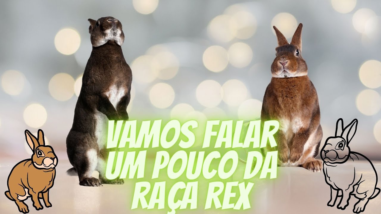 Vamos Falar Um Pouco da Raça Rex