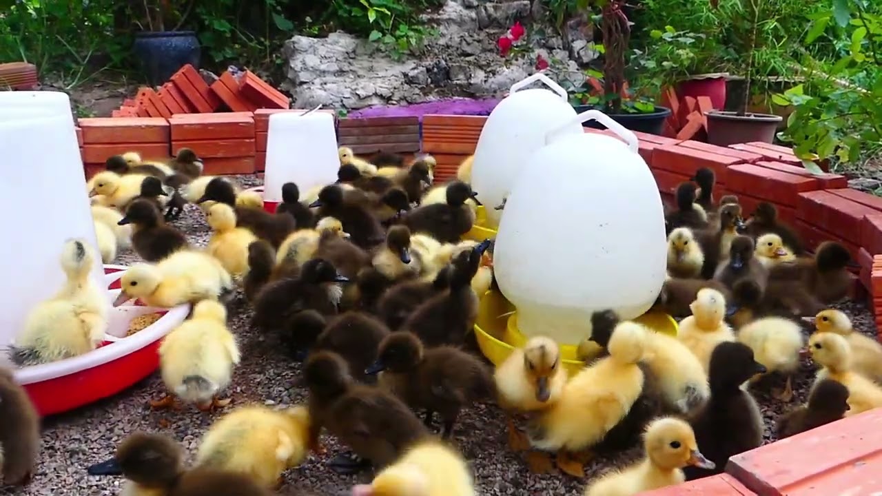 Ducklings first feed after hatching !Care of Duck Baby ducks in Field