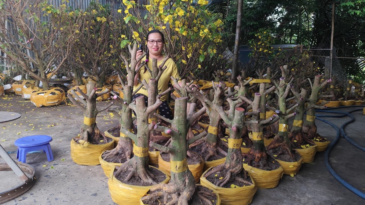 20/2.Dung.0383519488 Gl 22 phôi mai vàng giảo hạt thủ đức giá yêu thương 