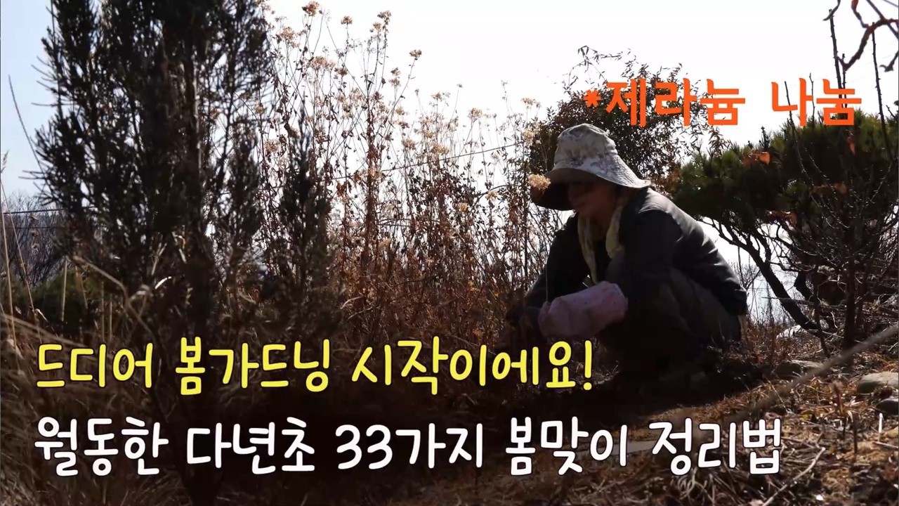 노지월동 성공한 다년초 33가지, 봄맞이 정리했어요/제라늄 나눔 이벤트/드디어 시작한 봄 가드닝/Spring Gardening Begins/