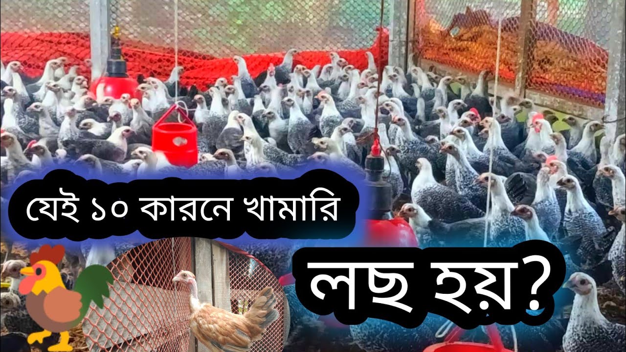 যেই ১০ কারনে মুরগী খামারে লছ হয়  বিস্তারিত জানতে  বিডিওটি দেখুন. 