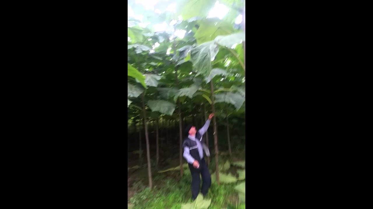 5 mounth Paulownia