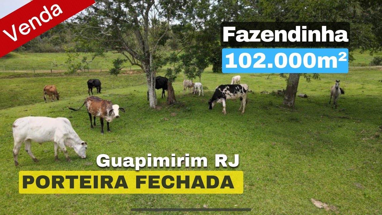 VENDIDO! Lindo Sítio à venda PORTEIRA FECHADA Com 14 cabeças de gado leiteiro e lagos com peixe.