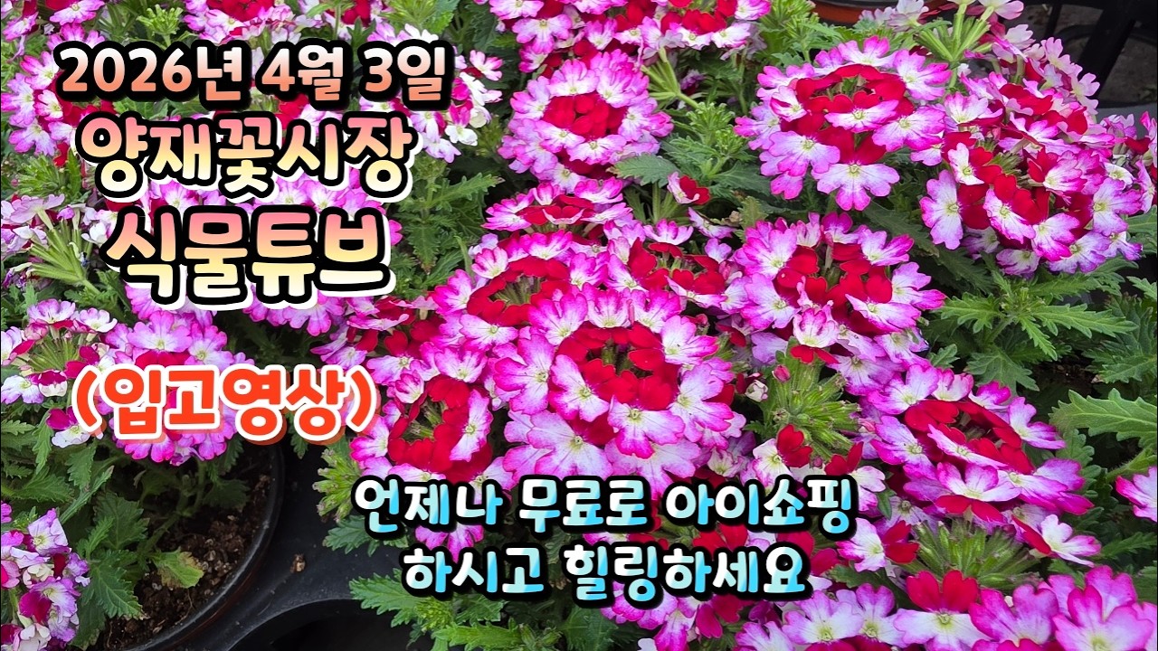 식물을 좋아하시는 분이라면 필수로 아이쇼핑 하고 가세요~ ^^ 예쁜 꽃들 시청 하시면서 힐링타임 되시길 바랍니다~#양재꽃시장 #식물튜브 #식물아빠 #여광일