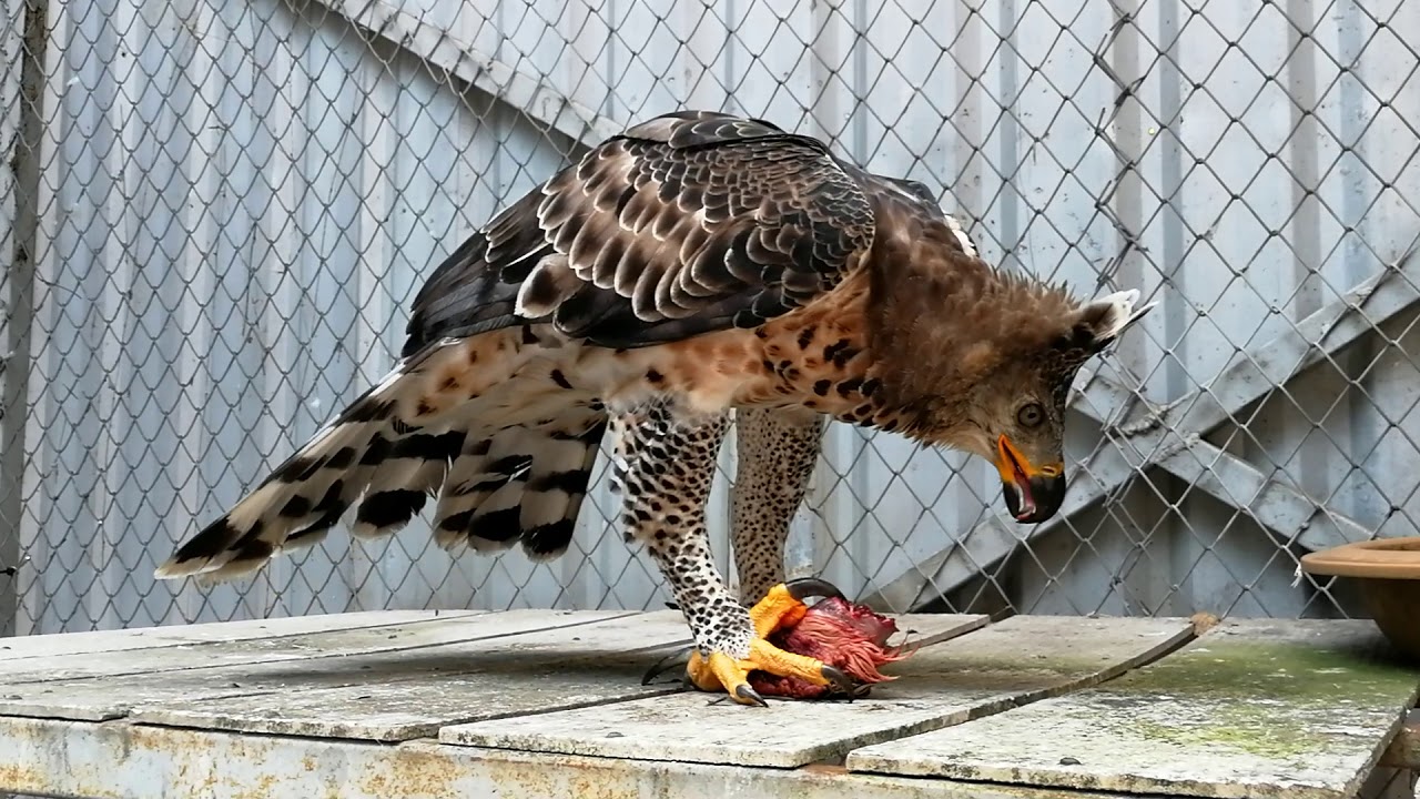 Dining with crowned eagle