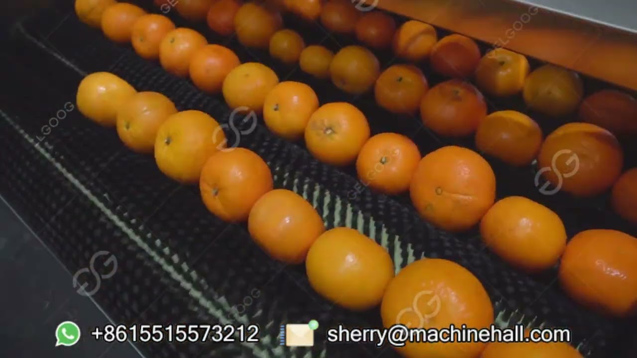 Citrus Washing Processing Equipment