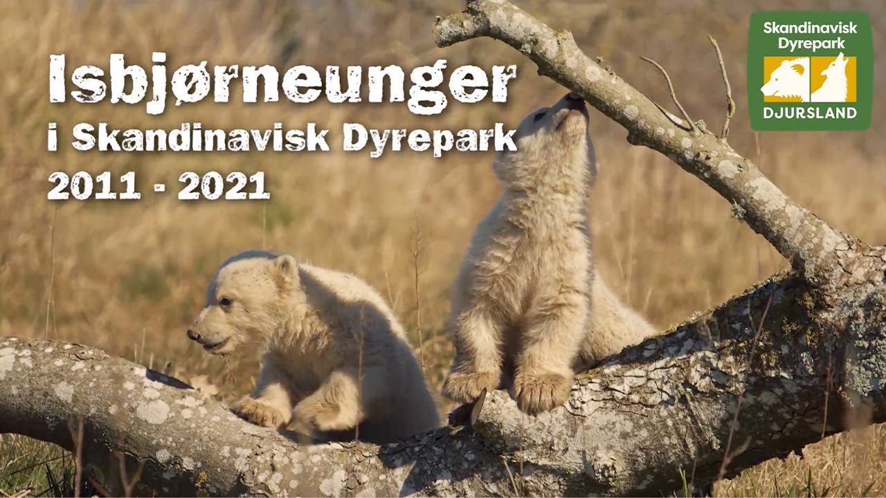Isbjørneunger i Skandinavisk Dyrepark: 2011 - 2021