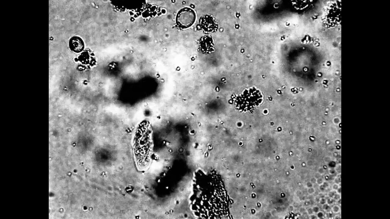 The Rotifer-Bossed Biofilm
