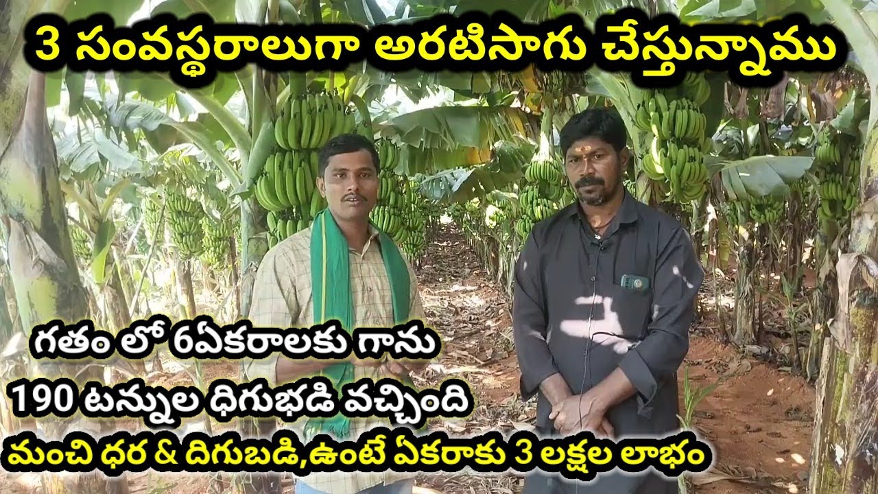 3 సంవస్తరాలుగా అరటిసాగు చేస్తున్నాం | Banana Farming | How to cultivate Banna