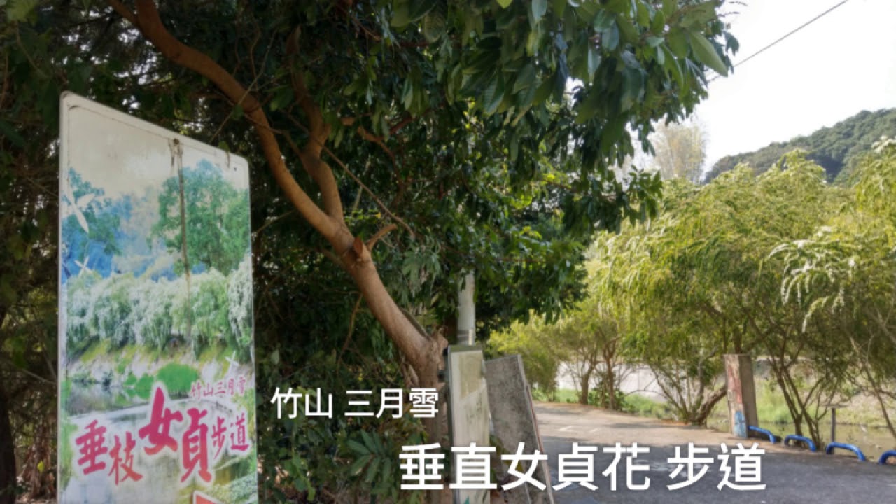 2021竹山*三月雪*下坪吊橋垂枝女貞花季/盛開九重葛花欉超搶鏡...