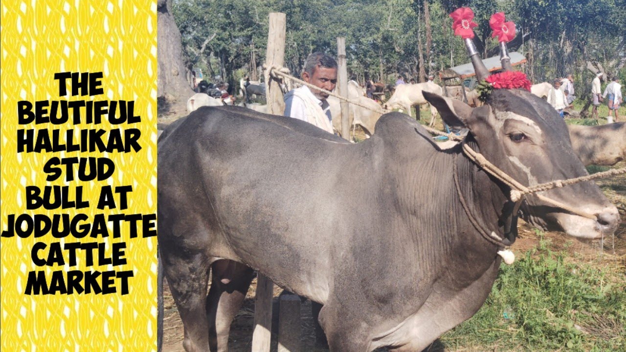 Jodugatte cattle fair 2025 @ Indian hallikar