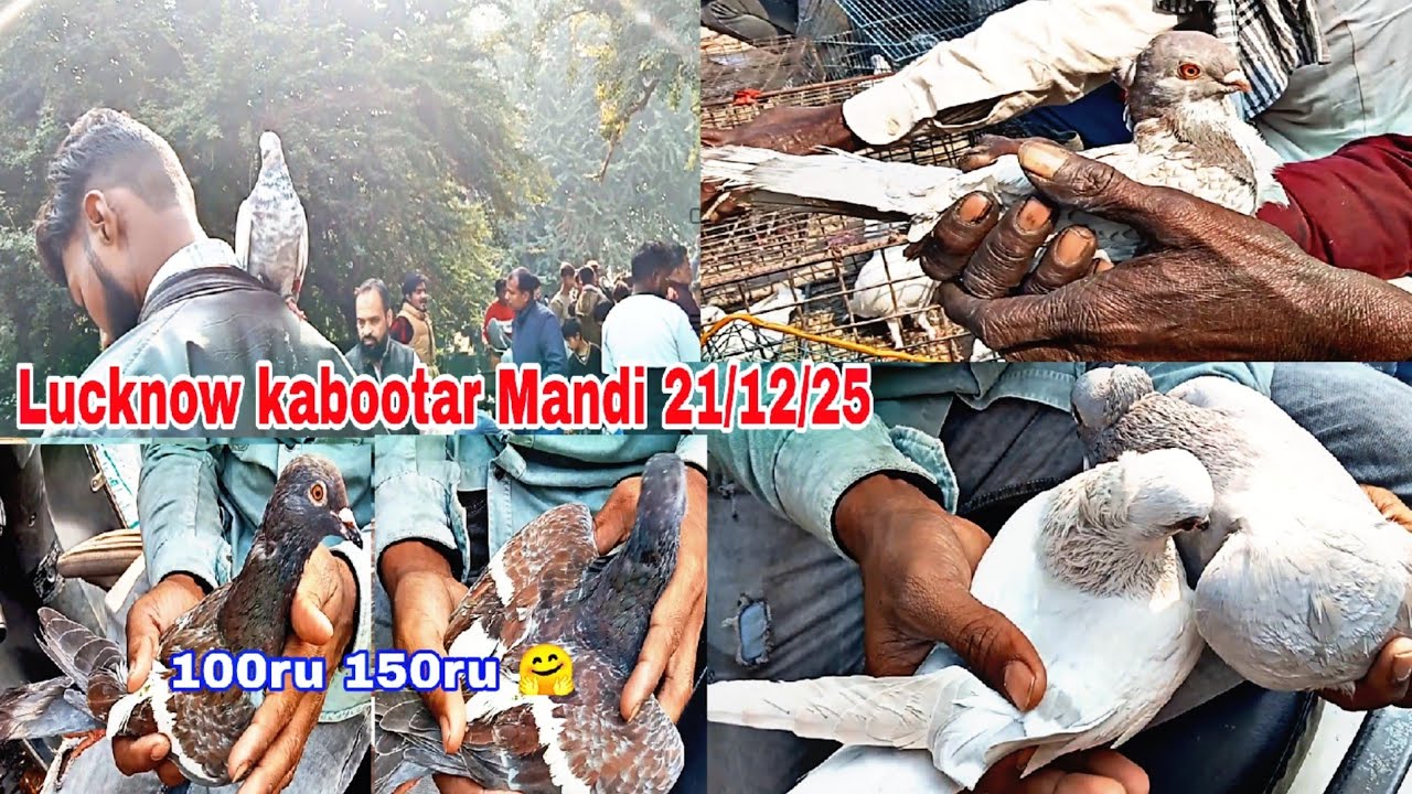 Lucknow kabootar Bazaar new video  21/12/25 Lucknow gola kabutar saste aur ache kabutar Mandi mai