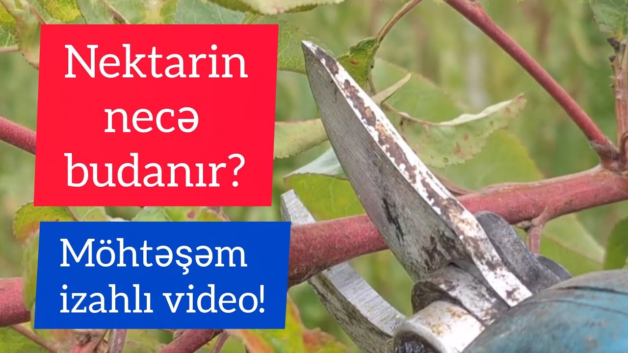 Nektarin necə budanır? Bütün detalları ilə! İllərin təcrübəsi bir videoda!#bağçılıq#intensivbağlar
