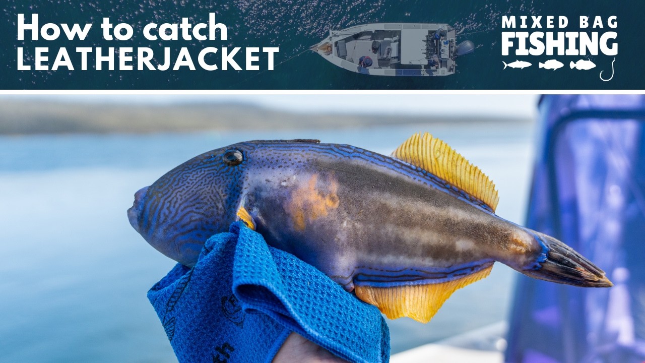 Catch a Leatherjacket for dinner