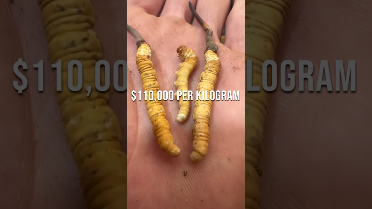 Hunt for the World&rsquo;s Most Expensive Fungus - Cordyceps #satisfying @HappyFarm85