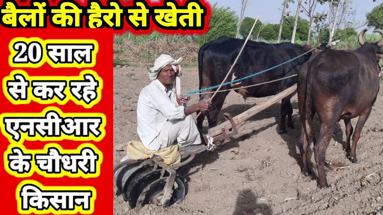 Hairo aur bailon ki kheti:20 साल से बुलंदशहर का किसान कर रहा बैलों की हैरो से खेती