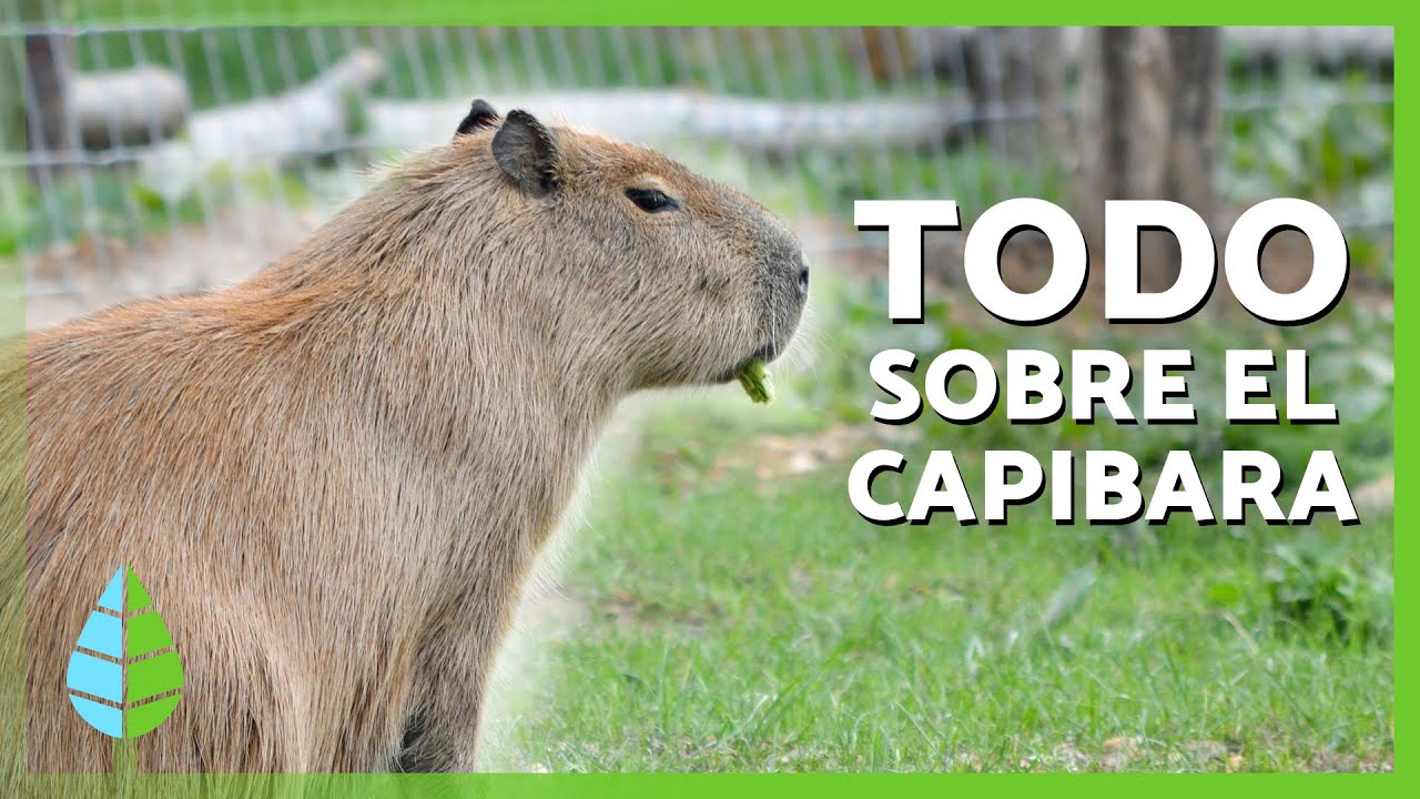 ¿Qué es un CAPIBARA? 🤎 | Características, Dónde Viven y Qué Comen los Capibara