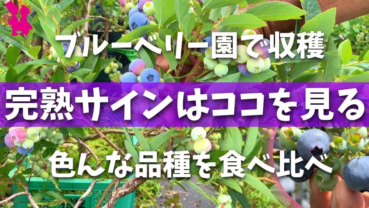 【摘み取り】ブルーベリー収穫期はこれで完熟を見極める！(早生品種食べ比べ)