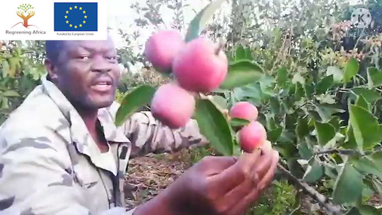 Fruit tree farming in Lambwe Valley