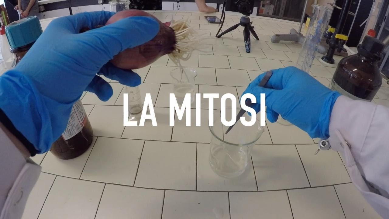 La mitosi