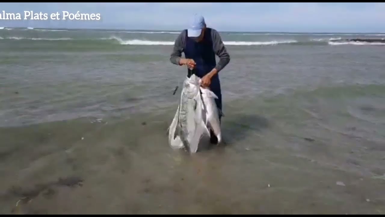 P&ecirc;che de la Liche &agrave; Dakhla-Maroc