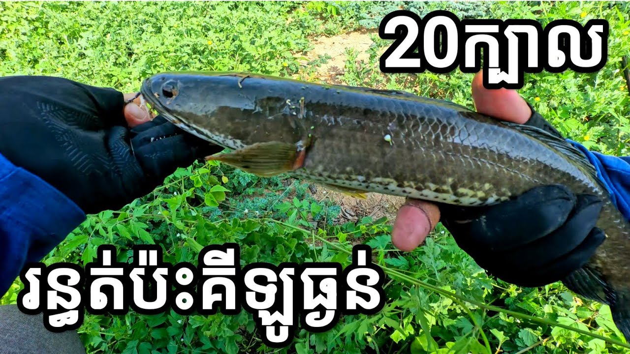 ជាង 20ក្បាល សប្បាយបបក់ណាស់ #FishingInCambodia2025 #SnakeheadFish #FishingTrip2025 #បបក់ត្រីស្រែ២០២៥