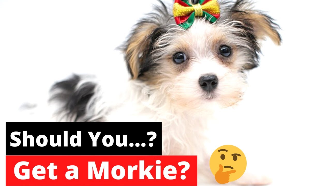 7 Shocking Facts about Morkie (Maltese Yorkie mix) | 4th Fact Will Make or Break your dog