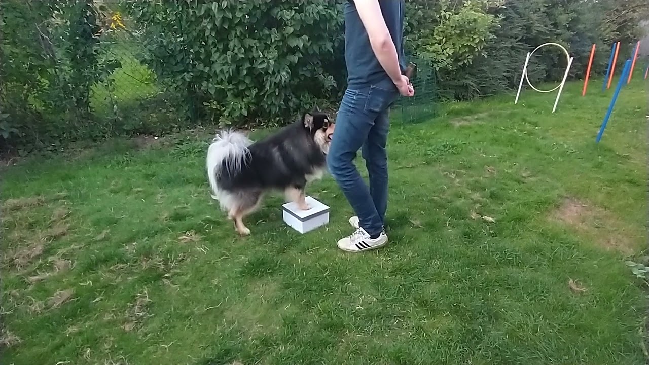 Hundtrick ITD - Viggo