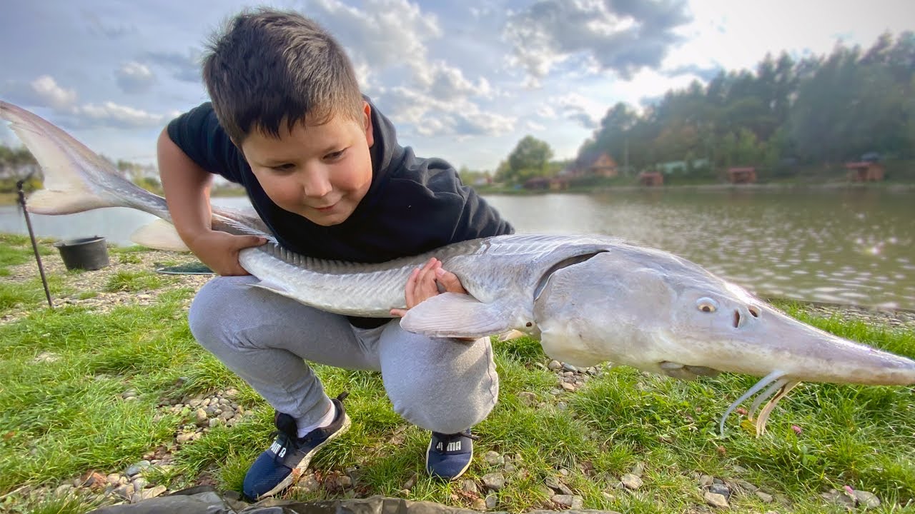 Jesiotr ŻYCI&Oacute;WKA 140cm i karpie na method feeder / jesienna nocka nad wodą