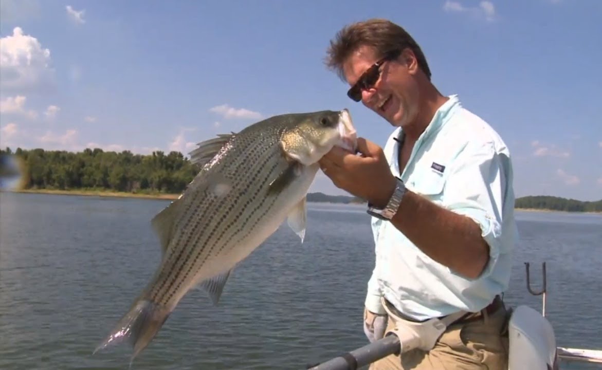 Hybrid Bass - Huge