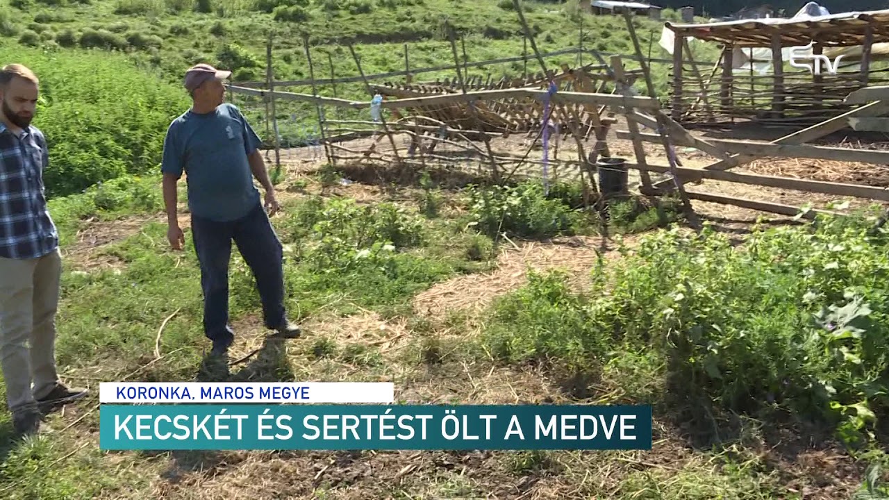 Kecskét és sertést ölt a medve – Erdélyi Magyar Televízió