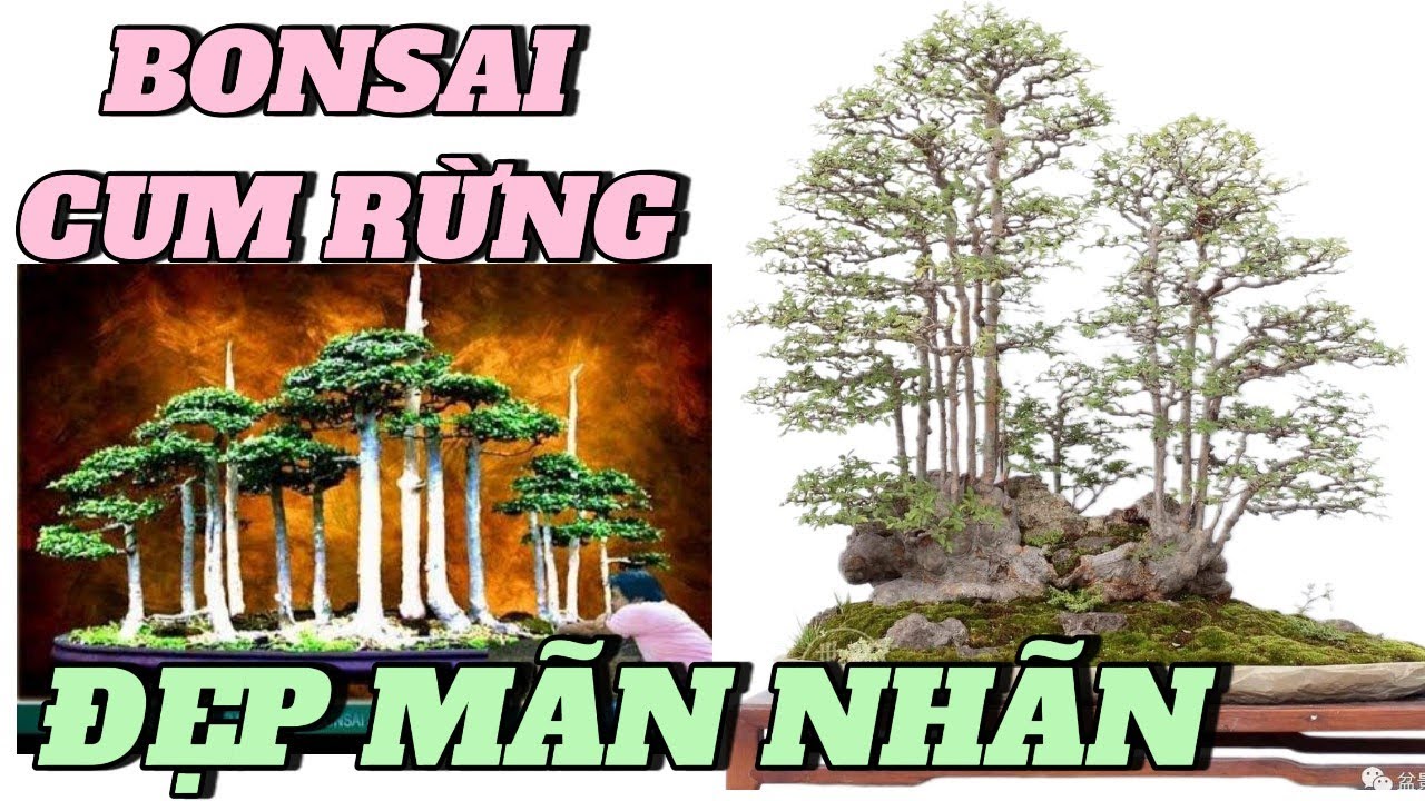 Mãn Nhãn Với Những Tác Phẩm Bonsai Cụm Rừng – Tuyệt Đẹp Như Tranh#bonsai #caycanh#bonsaicumrung