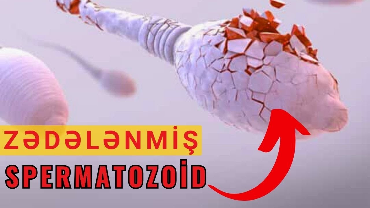 Sonsuzluq, Varikoz Genişlənməsi zamanı... / DNA-FRAQMENTASİYA TESTİ