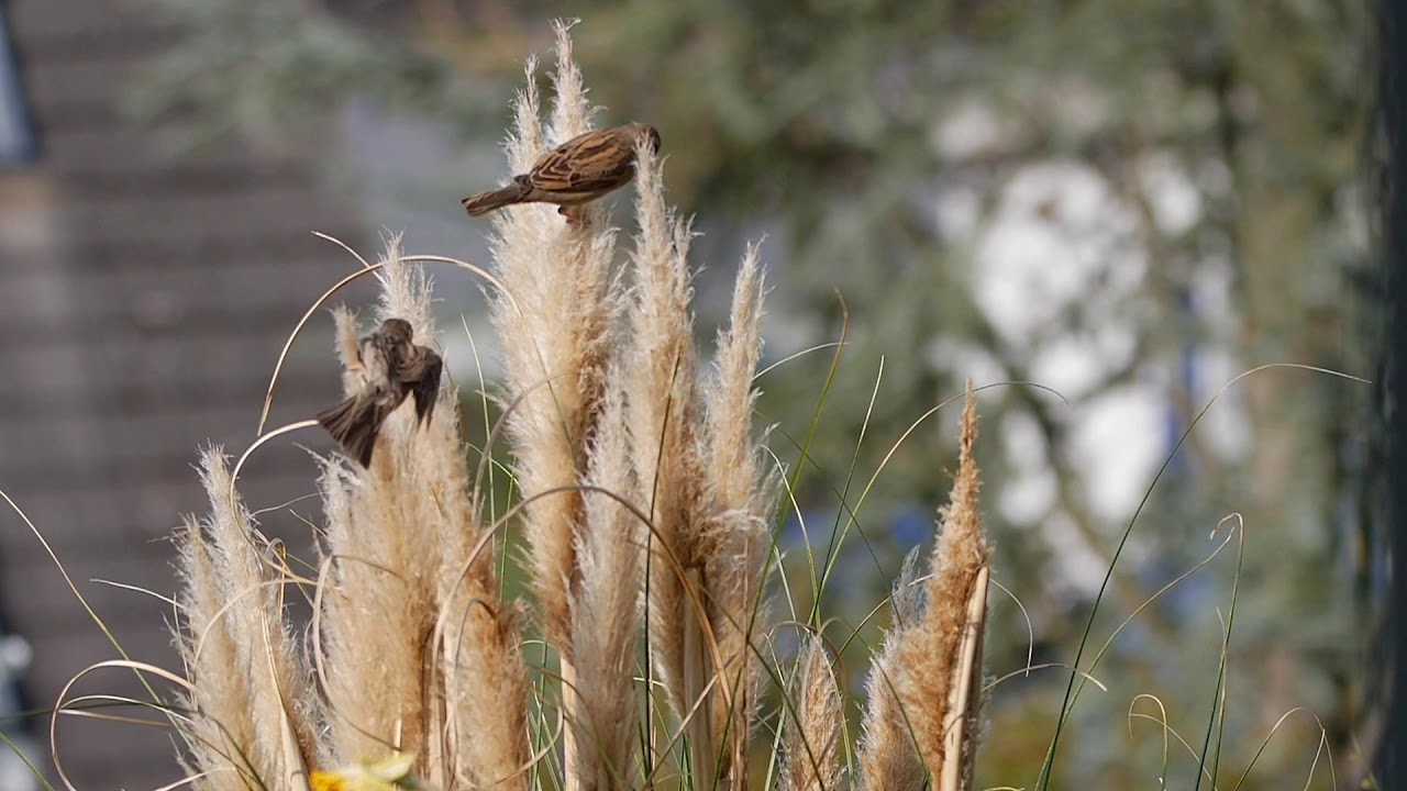 Mindful Minute - Sparrows (Classroom, Studying, School Mental Break)