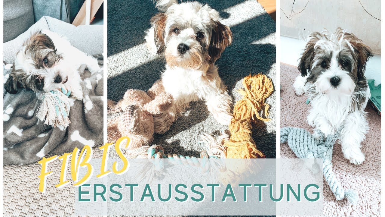 Welpen Erstausstattung für Havaneser und kleine Hunde I Fibis Adventures