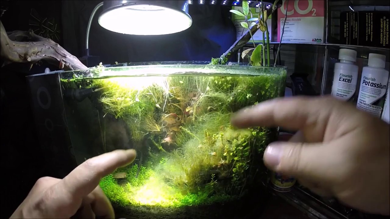 Mantenimiento Intenso | Acuario Nano||||||👍
