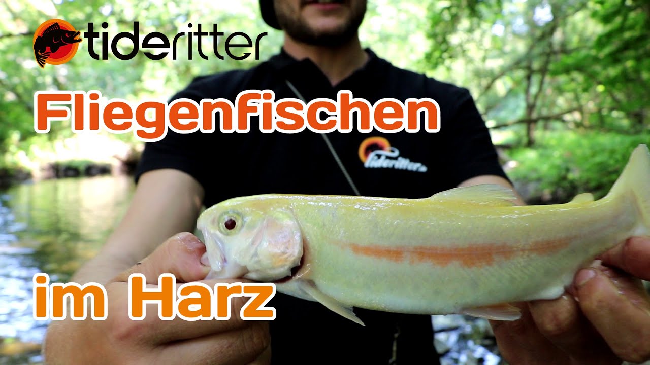 Angler fängt ALIEN-FISCH 🚀 FLIEGENFISCHEN an der BODE 🎣 Bachforellen im Harz