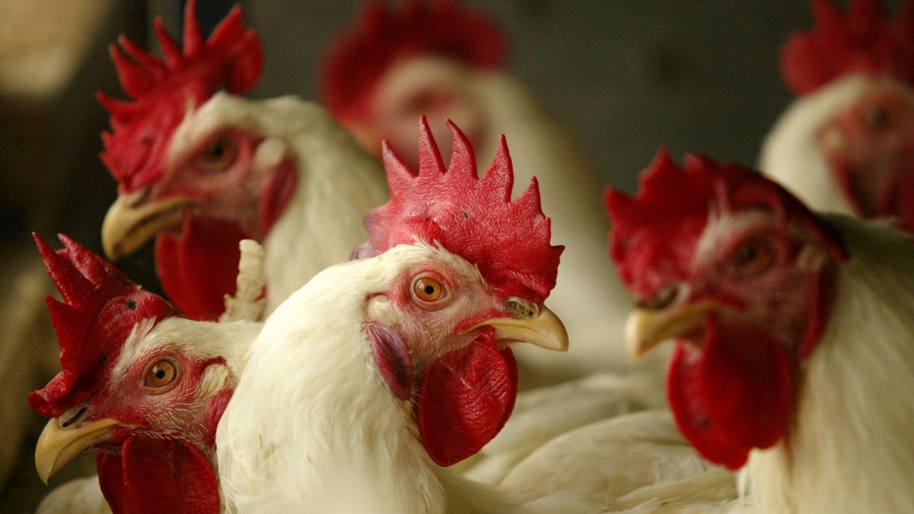 DNA proves fast-food chicken isn't all chicken