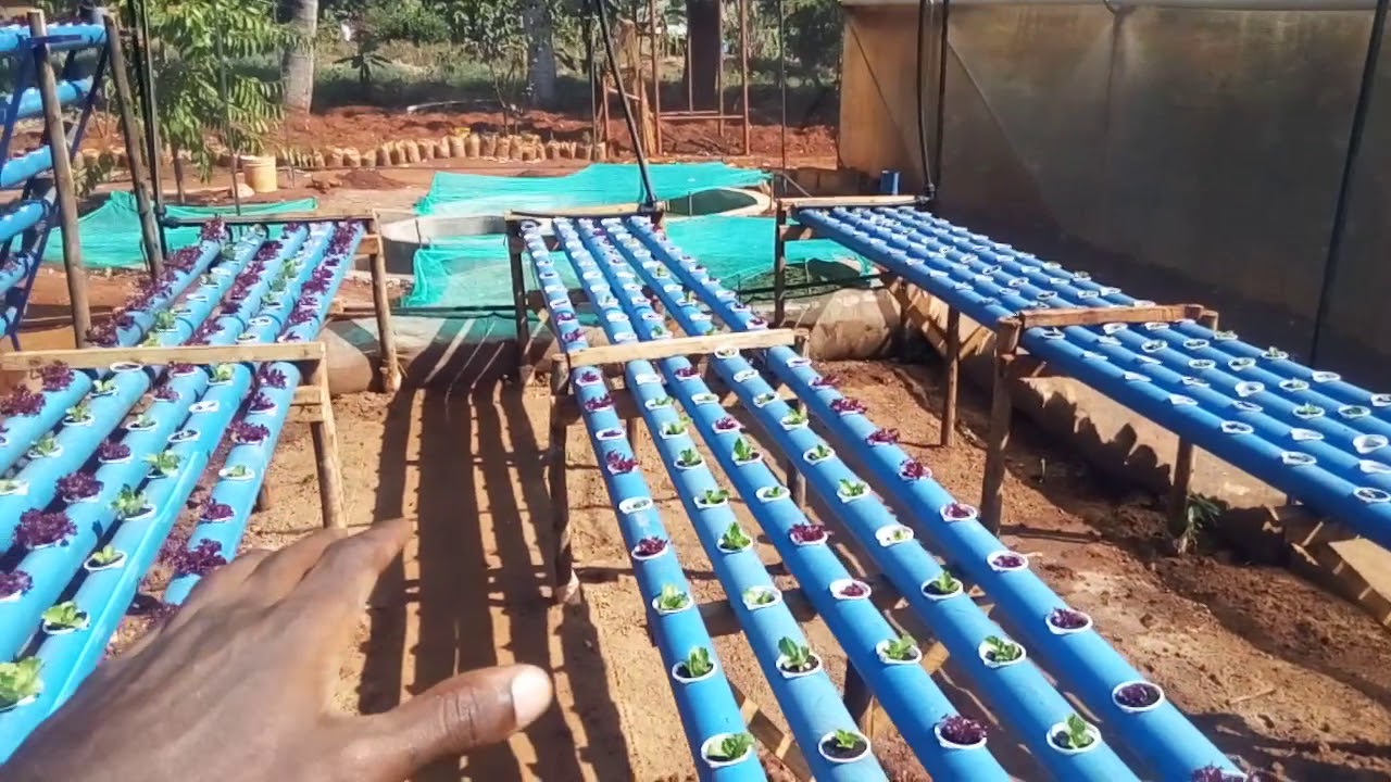 Aquaponic System in Africa