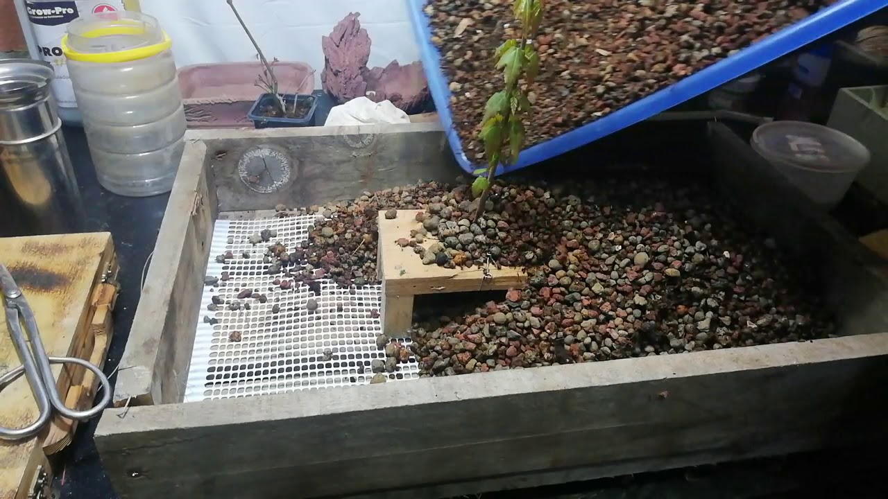 Estrenamos el cajón de cultivo con este burge.