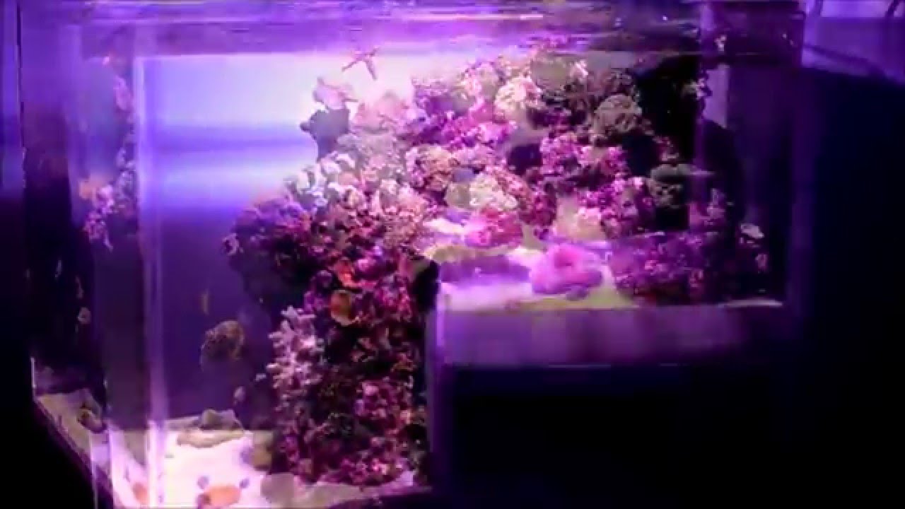 ArtFully Acrylic Reef Crest RC35 (drop-off)