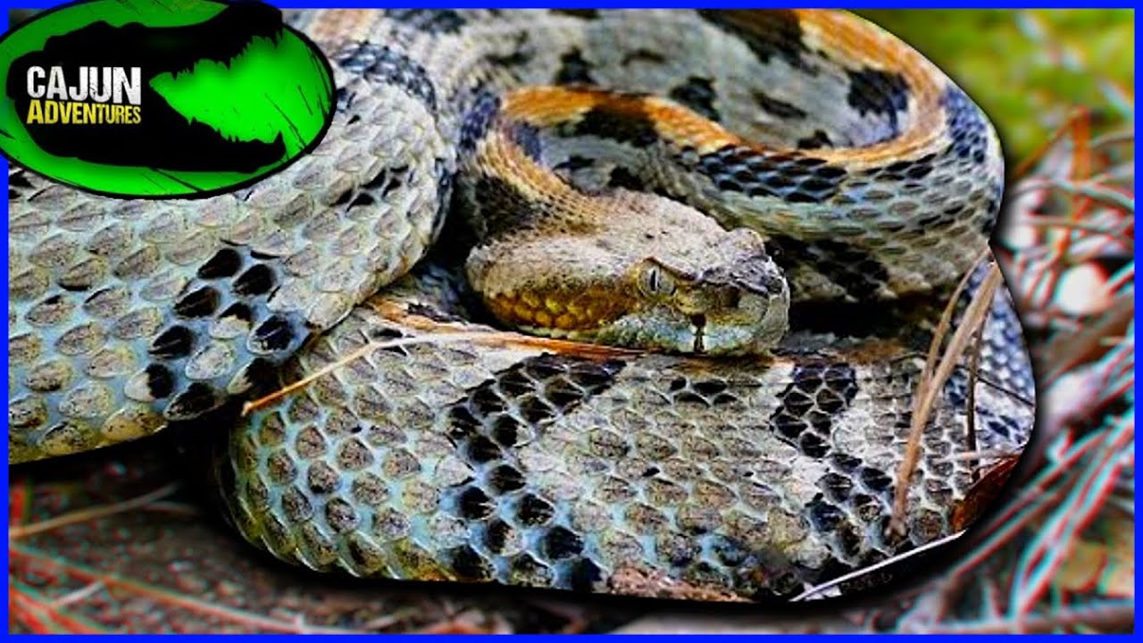 How Fast Do Rattlesnakes ACTUALLY Strike?.... (Rattlesnake strike Test)