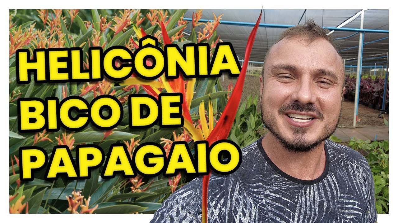 HELICÔNIA PAPAGAIO | COMO CULTIVAR
