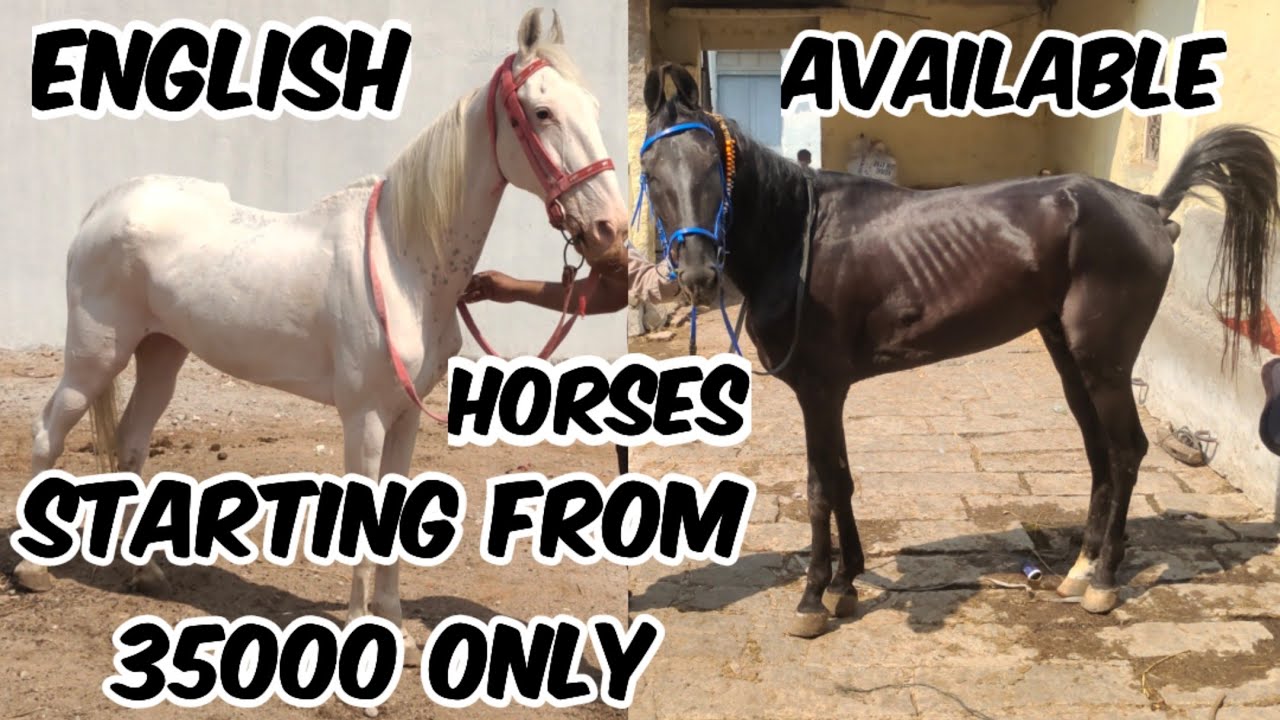 English Horses in Hyderabad | Saste Ghode in Hyderabad | Thorobred Horse & Indian