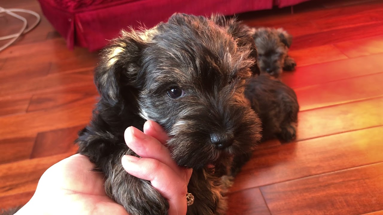 🐶 Meet Chanel and our Other 8 Week old Mini Schnauzer Puppies!