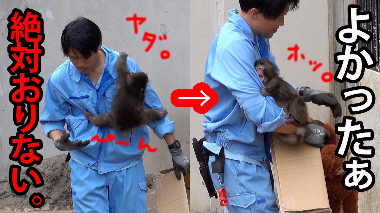 【まるで人間】大好きな飼育員さんから降りなくて良いとわかった時のパンチくんの表情！ “ぬいぐるみがお母さん”の子ザル「パンチくん」に会ってきました！Punch the monkey　市川市動植物園