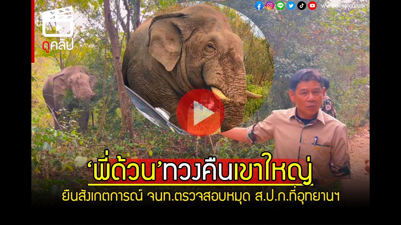 ช้างป่า'พลายด้วน'ทวสงคืนเขาใหญ่! ยืนสังเกตการณ์ จนท.ตรวจสอบหมุด ส.ป.ก.ที่อุทยานฯ
