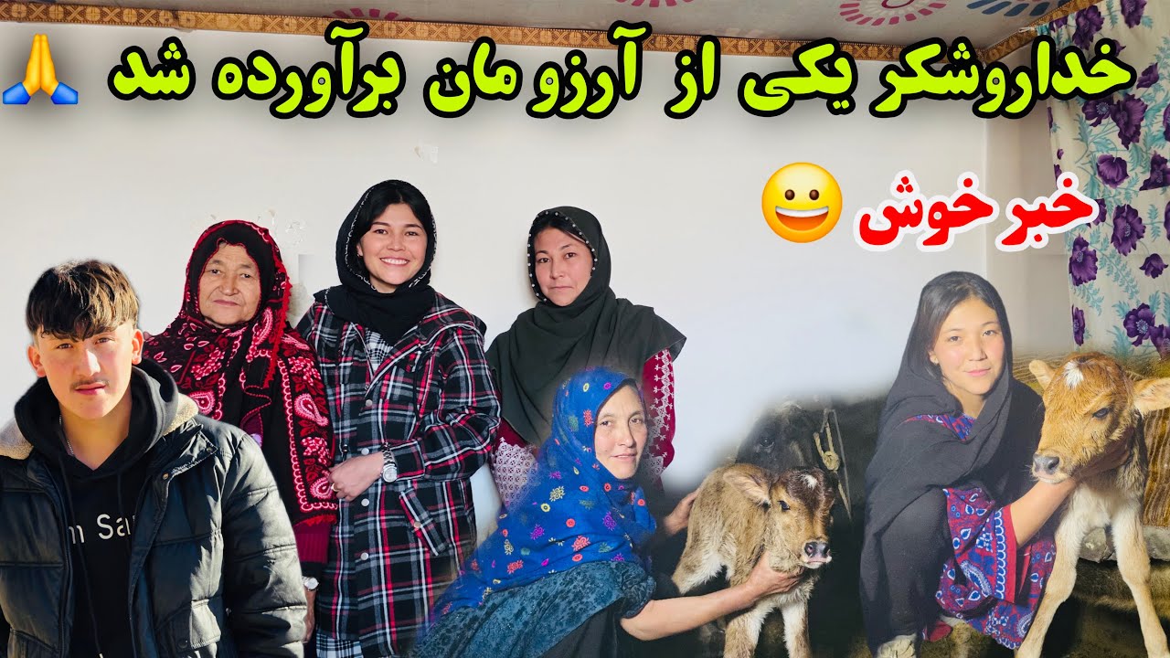 یکی از بزرگ‌ترین آرزو فامیل ما گوساله جدید🤨بیننده این ولاگ زیبا باشید.
