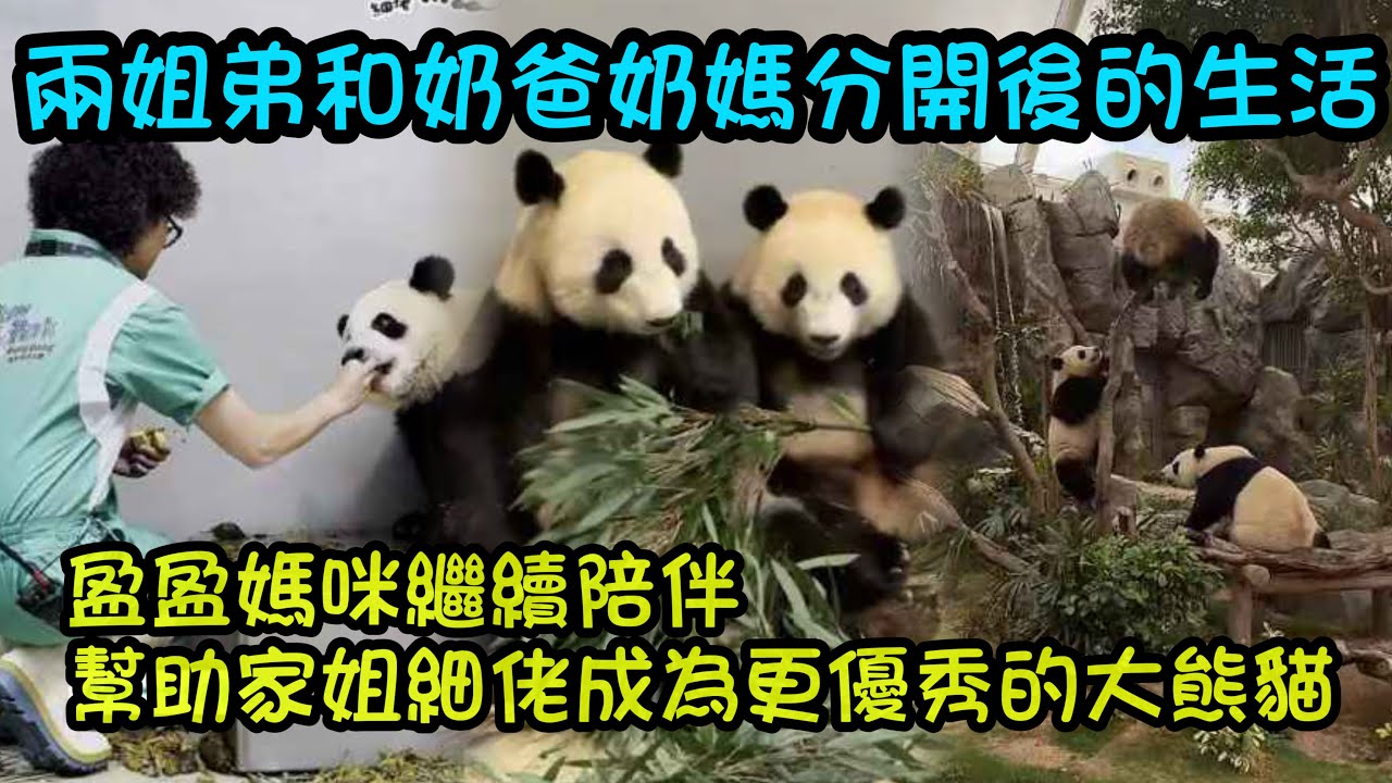 4月1日  和奶爸奶媽分開家姐細佬的生活，獨自探索，媽媽會繼續陪伴幫助家姐細佬成為更優秀的熊貓寶寶#大熊貓家姐細佬 #大熊貓加加得得